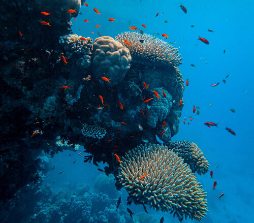 coraux ocean
